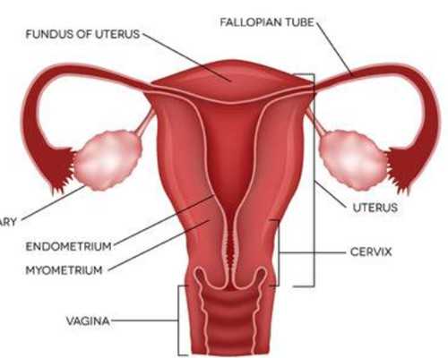 珠海借卵子成功率,2025年在珠海私人机构做三代试管包生男孩要多少钱?