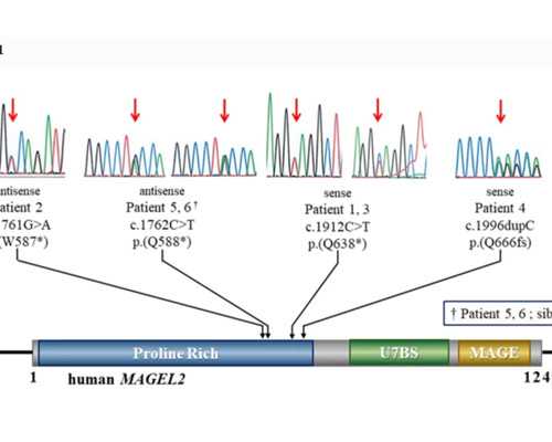 珠海有哪些可以做三代试管医院,珠海能做试管的医院有哪些？