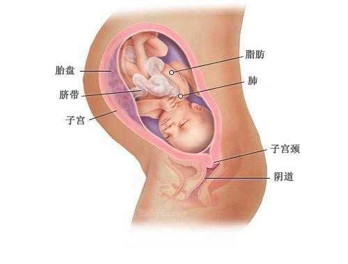哈尔滨代怀孕风险 哈尔滨虹桥医院能做试管吗？做试管的条件很多 ‘彩超下的